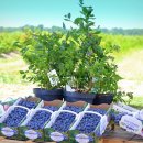 철만농장 이미지