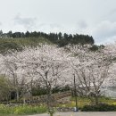 신풍리-1 | 제주 실시간 벚꽃 명소 현황_웃물교 / 신풍리 벚꽃축제 / 가시리 벚꽃길 / 제대 벚꽃거리