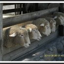 푸른초장 이미지