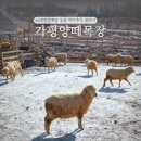 테마와 하루(목장 체험) | 가평양떼목장 할인 가격 눈썰매장 무료 경기도 아이와 가볼만한곳