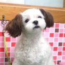 펫시스터즈 이미지