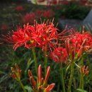 상화원 한국빌라 | 꽃무릇 만발한 개화예술공원을 가다_보령 개화예술공원 가볼 만한 곳