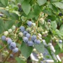 한병철농장 이미지