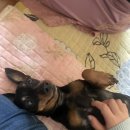 영도동물병원 이미지