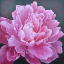 peony 이미지
