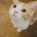미냥이 이미지