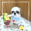 두산동 아랫마을어린이공원 | 두산동애견미용 신상 목욕맛집 러버독 오픈이벤트 중