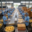 세븐일레븐 청주비하골드점 | 청주과일가게 오늘의과일 비하점 태국 골드망고 5kg 후기｜망고선물세트 청주과일배달 추천