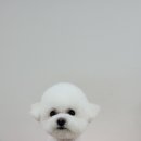 세종애견미용 이미지