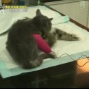 낭만고양이 이미지