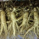 금산홍삼집 이미지