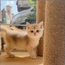 캣스토리 고양이분양 일산본점 이미지