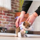 구산동강아지 이미지