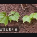 사암명인한의원 네이버블로그