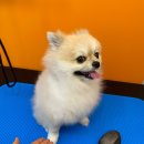 커몽커몽펫 | 광주서구애견미용 가위컷 전문 커몽커몽펫
