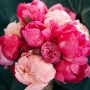 Peony(피오니)