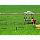 보리밭사이길로 이미지