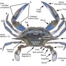 게 (crab)의 해부도 이미지