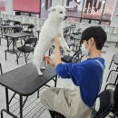 목포애견미용 학원 추천과 취업/창업이 궁금하다면 필독