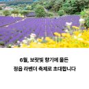 라벤더 | 정읍 라벤더 축제 &amp; 허브원 여행 후기