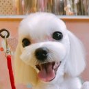 퍼피몽몽 이미지