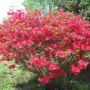 고골농장 이미지