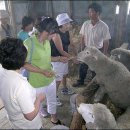 유일1목장 이미지