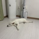[댕댕일기]강아지심장영양제 추천! 다이소추천템 헬로마이펫으로 우리 아이 건강 관리 시작해요!