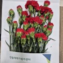 사랑나눔재가복지센터 | 인천 방문요양 민들레재가복지센터, 어버이날 사랑의 카네이션으로 온기를 나눠요