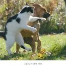 야옹아 멍멍해봐 이미지