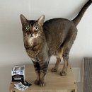 퓨리나동물병원 | 고양이 유산균 추천, 입맛 까다로운 냥이도 먼저 찾는 퓨리나 포티플로라 6개월 급여 후기