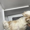 진이네 강아지풀 이미지