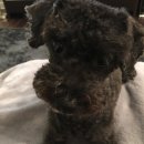 루루강아지 이미지