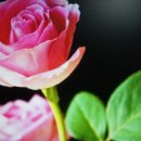 뻐꾸기PC 이미지