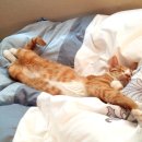 나의 집사 이미지