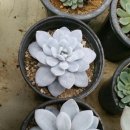 경인문고주 이미지