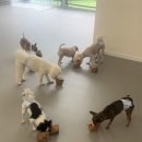 퍼피트리 애견유치원&호텔 이미지