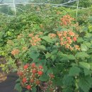 미숙농장 이미지