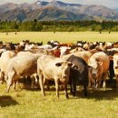 조은수입 이미지