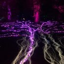 (12/20) 유아_크리스마스 꽃꽂이 | 밴쿠버 크리스마스 가볼만한곳: VanDusen Festival of Lights 2025, 반두센 가든