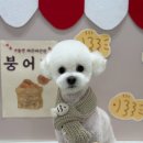 편안한댕 이미지