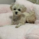 쌍금이네 이미지