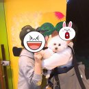 브로치킨