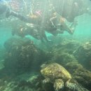 거북이약국 이미지