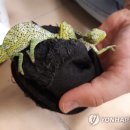 카멜레온통신