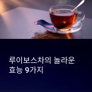 루이보스