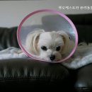 펫오케스트라 반려동물장례식장 이미지