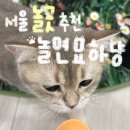 놀면 묘하냥 은평점 | 놀면묘하냥 솔직 후기 | 은평구 데이트코스 추천