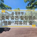 주말나들이 추천 충북혁신도시 근처 맹동저수지 전망데크가 보이는 치유의 숲
