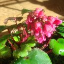 환타지아 이미지